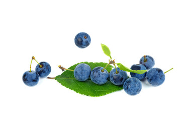 Heap of fresh blackthorn berries with leaves isolated on white background