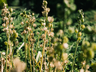 Plants in the garden