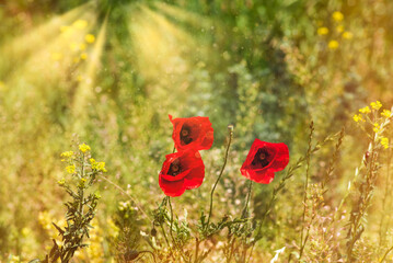 Red poppy flowers field in sunlight