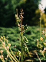 Plants in the garden