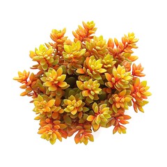 Autumn Sedum isolated on a with a white background