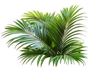 Green palm leaves isolated on white background, close up view. Tropical foliage banner with copy space for text and design with Isolated white background [PNG].