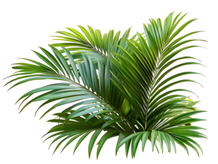 Green palm leaves isolated on white background, close up view. Tropical foliage banner with copy space for text and design with Isolated white  background [PNG].