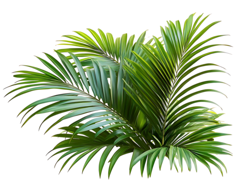 Green palm leaves isolated on white background, close up view. Tropical foliage banner with copy space for text and design with Isolated white  background [PNG].