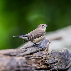 Asian brown flycatcher in Thailand.