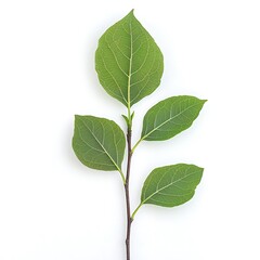 Balsam poplar isolated on a with a white background