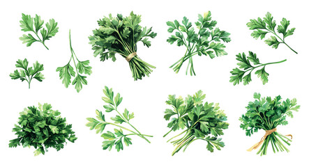 Parsley set. Stack of finely chopped greenery. Fresh green single stems and parsley brunchwith leaves. Organic healthy vegeterian healthy food flavouring. Watercolor style isolated vector clipart