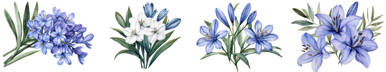 Gorgeous blooming blue and white Lily of the Nile Agapanthus flowers with striking green leaves  This floral showcases the elegant natural beauty of this beloved botanical plant