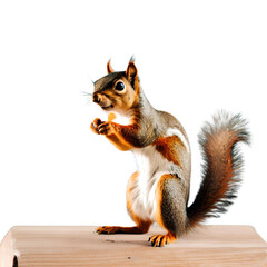 Obraz premium squirrel eating nut