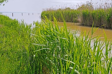 Obraz premium Schilf am Kanal zum Neusiedler See