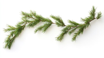 Vibrant pine branch on white background: nature's elegant simplicity