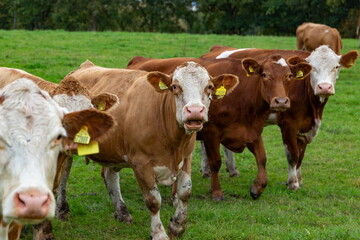 Cows grazing in the pasture