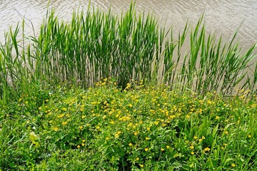 Butterblumen und Schilf am Kanal