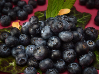 Blueberries with leaves on a red background plain