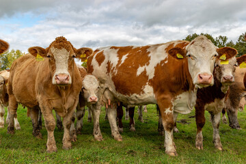 Cows grazing in the pasture