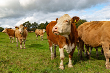 Cows grazing in the pasture