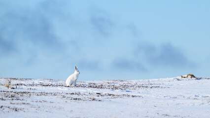 Mountain hare (Lepus timidus) in snowy landscape © STUEDAL