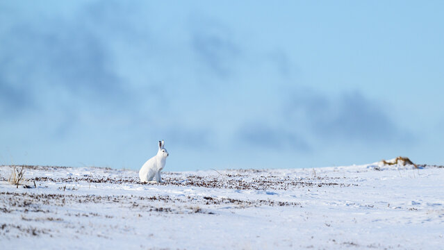 Mountain hare (Lepus timidus) in snowy landscape