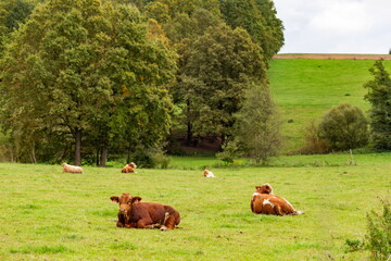 Cows grazing in the pasture