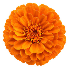 Bright marigold flower illustration isolated on transparent background, perfect for floral designs, botanical art, wedding decor, greeting cards, and festive decorations