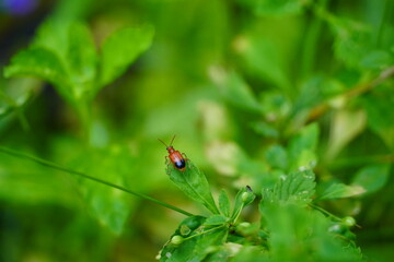 Bugs on leaf: Nature photo