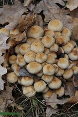Pilze nicht essbar