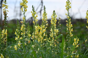field of yellow flowers