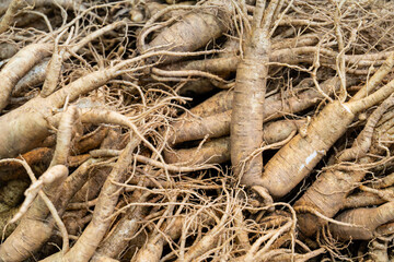 raw ginsengs on sale in the market