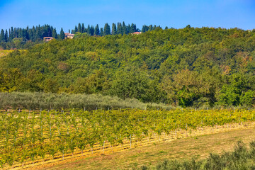 tuscany landscape with vineyards rows, Italy