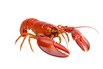 Discover the fascinating life of the cornish lobster isolated on white background