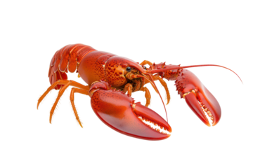 Discover the fascinating life of the cornish lobster isolated on white background