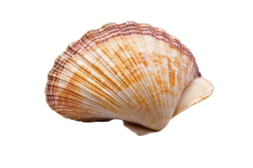 Explore the beauty of a cornish seashell isolated on white background