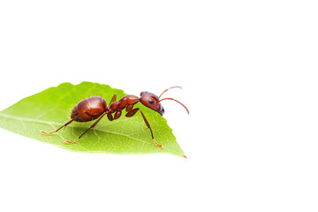 Explore the fascinating world of leafcutter ants on green leaves