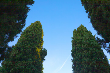 Obraz premium Background with clear blue sky and typical Italian Mediterranean cypress trees. View from below. Copy space photo. 