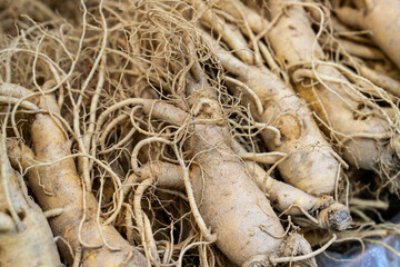 raw ginsengs on sale in the market