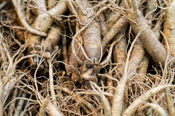 raw ginsengs on sale in the market
