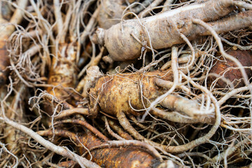 raw ginsengs on sale in the market