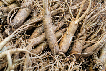 raw ginsengs on sale in the market