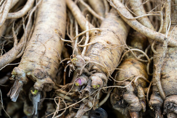 raw ginsengs on sale in the market