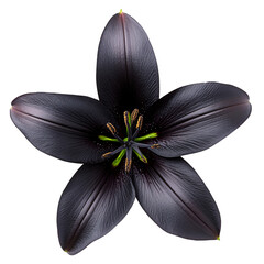 A single black lily flower with green center.