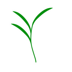 Flat design Illustration of green tea leaves. Illustration of green tea leaves for a healthy and nutritious drink. Illustration of herbal tea leaves 