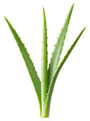 Close-up of fresh green aloe vera plant leaves.