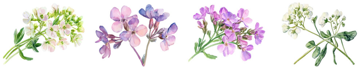 Closeup of stunning pennycress flowers with delicate white and vibrant purple petals surrounded by lush green foliage