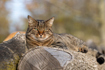 Fototapeta premium Getigerter Kater Nelly