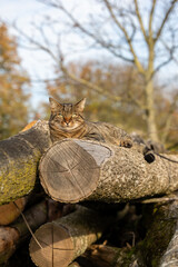 Getigerter Kater Nelly