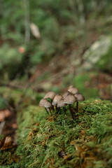 Mushrooms in the nature