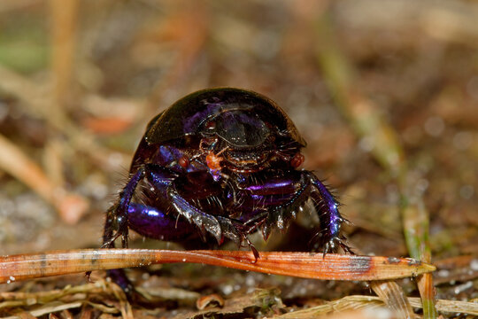 Dumbledore, an earth-boring dung beetle, crawling across the forest floor, a phoretic mite on its head