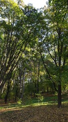 Moldova, Chisinau, autumn, road, park, forest, trees, leaves, lake, squirrel, ducks, reeds, stairs, fountain, park architecture