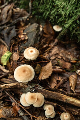 Mushrooms in the nature