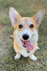 A good-natured corgi dog with beautiful ears sticks out his tongue